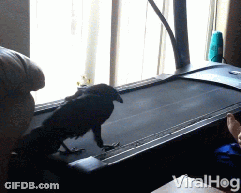 A Bird On A Treadmill That Says Viralhog On The Bottom Left GIF
