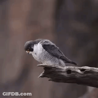 A Bird Perched On A Branch With A Blurred Background GIF