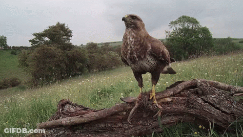 A Bird Perched On A Log In A Field GIF