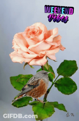 A Bird Perched On A Pink Rose With The Words Weekend Vibes Written Above It GIF