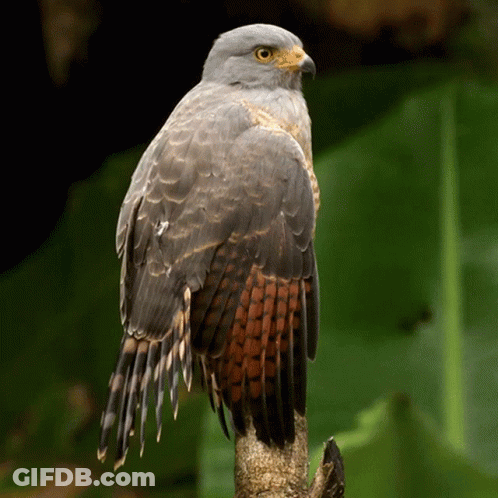 A Bird Perched On A Tree Branch With Its Wings Spread GIF