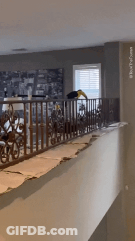 A Bird Sitting On A Railing In A Living Room With A Caption That Says " Told The Toons " GIF