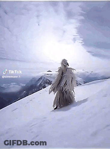 Bird Standing On Snowy Mountain Tik Tok Caption GIF