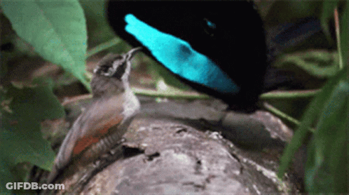 A Bird With A Blue Beak Is Sitting On A Tree Branch GIF