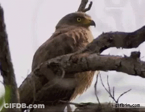 A Bird With A Horn On Its Head Is Sitting On A Branch Of A Tree . GIF