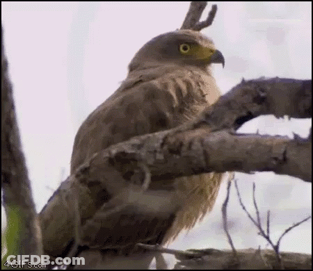 A Bird With A Horn On Its Head Is Sitting On A Branch . GIF