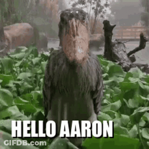 A Bird With A Large Beak Is Standing In A Field With The Words Hello Aaron Below It . GIF