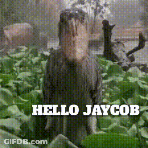 A Bird With A Large Beak Is Standing In A Field With The Words Hello Jaycob Above It . GIF