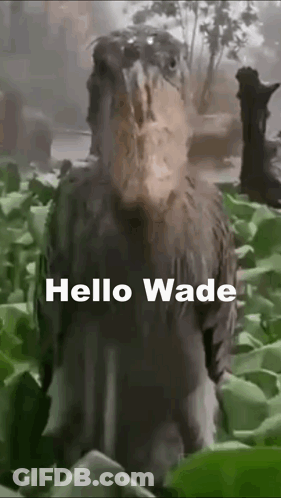 A Bird With A Large Beak Is Standing In The Grass With The Words `` Hello Wade '' Above It . GIF