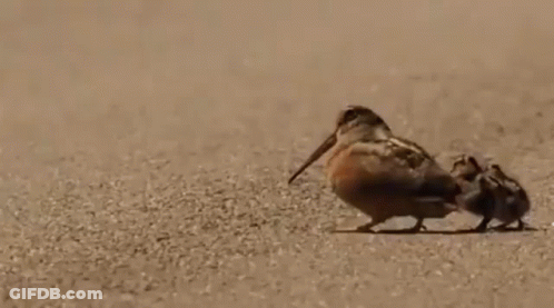 A Bird With A Long Beak Is Standing On The Ground . GIF