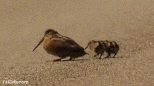 A Bird With A Long Beak Is Walking On A Sandy Surface . GIF