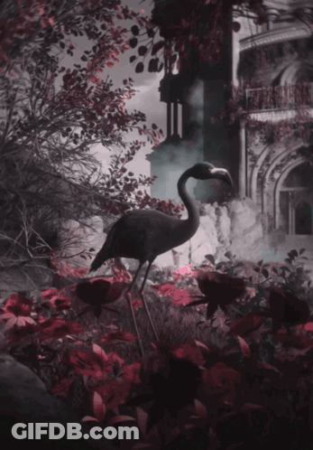 A Bird With A Long Neck Stands In A Garden GIF