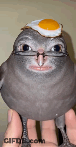 A Bird With Glasses And A Fried Egg On It 'S Head GIF