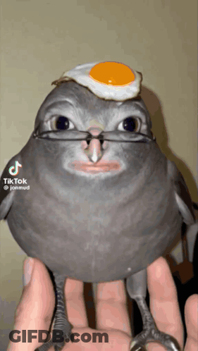 A Bird With Glasses And An Egg On Its Head Is Being Held By A Person GIF