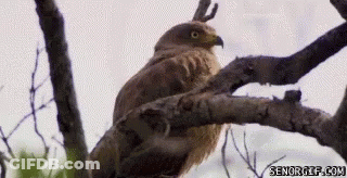 A Bird With Horns Is Perched On A Tree Branch Looking At Something . GIF