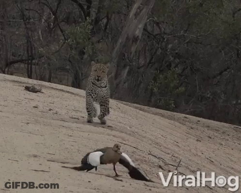 A Bird With Wings Is Being Chased By A Leopard On A Sandy Hill With The Words Viralhog In The Corner GIF