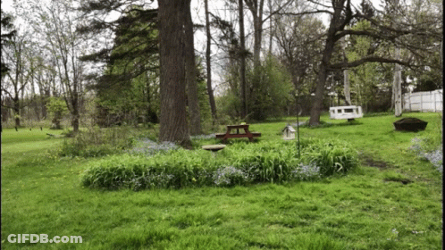 A Birdhouse Sits In The Middle Of A Lush Green Park GIF