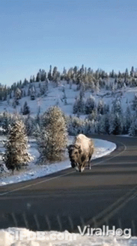 A Bison Is Walking Down A Snowy Road With Trees On The Side GIF