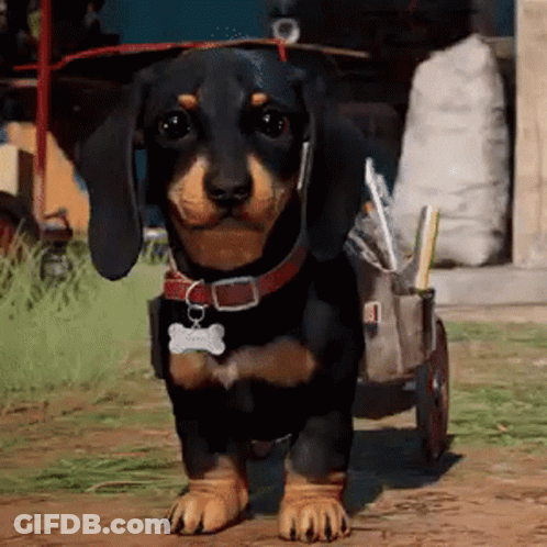 A Black And Brown Dachshund Is Standing Next To A Cart With A Bone Tag On It . GIF