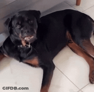 A Black And Brown Dog Is Laying On The Floor GIF