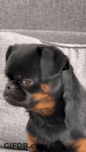 A Black And Brown Dog Is Sitting On A Grey Couch GIF