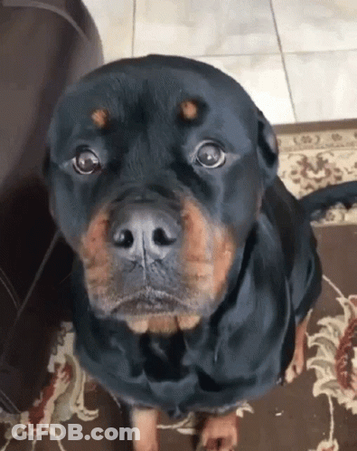 A Black And Brown Dog Is Sitting On A Rug Looking At The Camera GIF