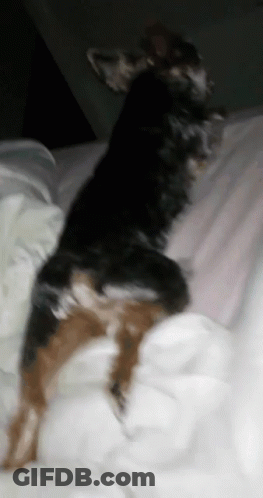 A Black And Brown Dog Laying On A Bed With White Sheets GIF