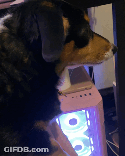 A Black And Brown Dog Looking At A Pink Computer GIF