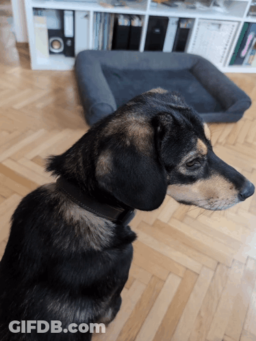 A Black And Brown Dog Sitting On A Wooden Floor In Front Of A Dog Bed GIF
