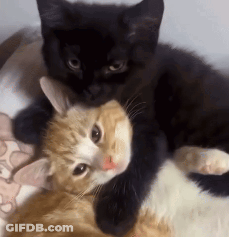 A Black And Orange Cat Laying Next To Each Other On A Bed GIF