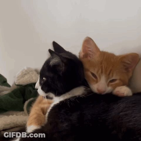 A Black And Orange Cat Laying Next To Each Other On A Couch GIF