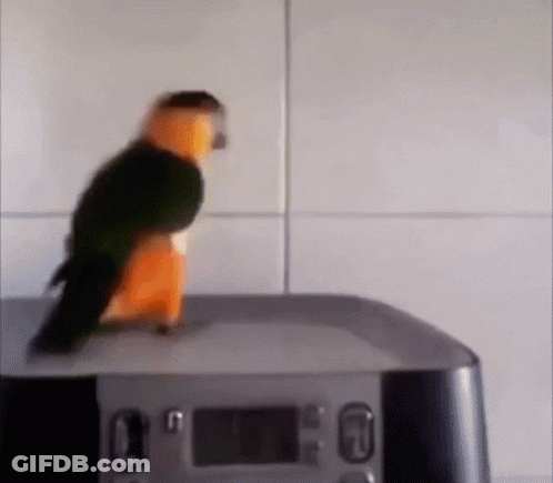 A Black And Orange Parrot Is Standing On Top Of A Clock . GIF