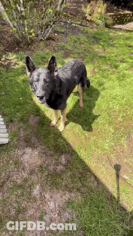A Black And Tan Dog Standing In The Grass GIF