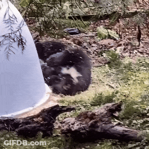 A Black And White Animal Is Laying In A White Plastic Cup GIF