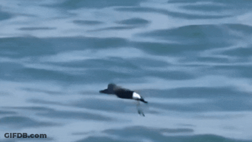 A Black And White Bird Is Flying Over The Water GIF