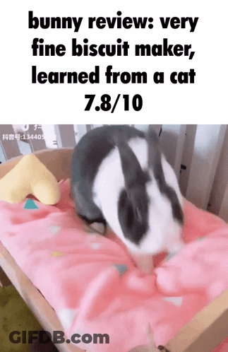 A Black And White Bunny Is Laying On A Pink Blanket With The Caption Bunny Review Very Fine Biscuit Maker GIF