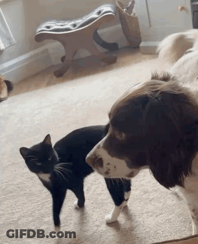 A Black And White Cat And A Brown And White Dog Are Standing Next To Each Other In A Living Room . GIF