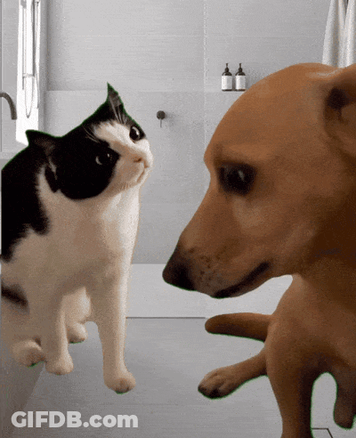 A Black And White Cat And A Brown Dog Are Looking At Each Other GIF