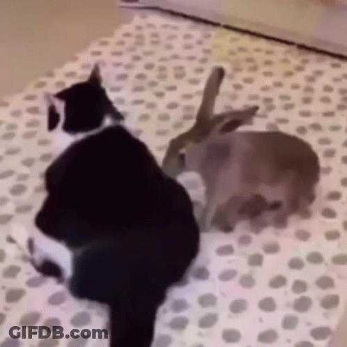 A Black And White Cat And A Brown Rabbit Are Playing On A Bed . GIF