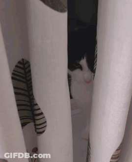 A Black And White Cat Behind A White Curtain GIF