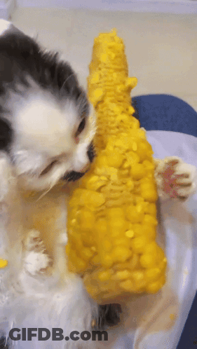 A Black And White Cat Eating Corn On The Cob On A Table GIF