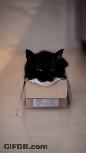 A Black And White Cat In A Cardboard Box GIF