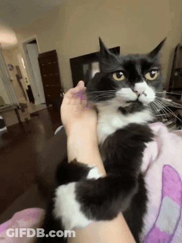 A Black And White Cat Is Being Held By A Person On A Bed GIF