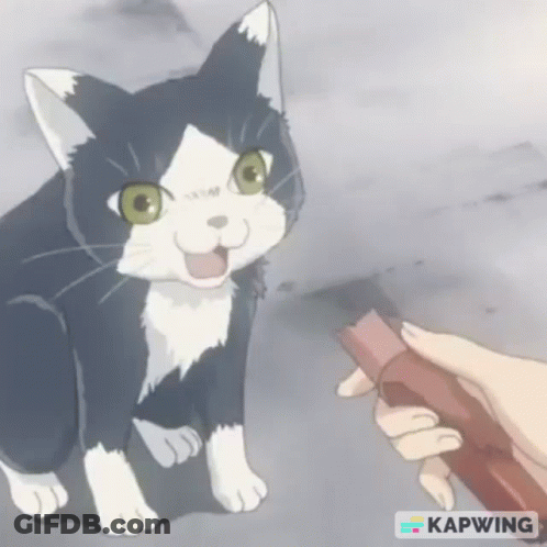 A Black And White Cat Is Being Petted By A Person Holding A Book . GIF