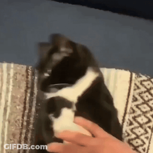A Black And White Cat Is Being Petted By A Person GIF