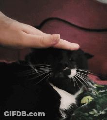 A Black And White Cat Is Being Petted By A Person 'S Hand GIF