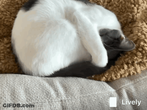 A Black And White Cat Is Curled Up On A Couch And The Word Lively Is On The Bottom Left GIF