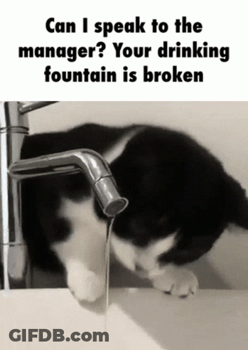 A Black And White Cat Is Drinking Water From A Faucet With The Caption Can I Speak To The Manager Your Drinking Fountain GIF