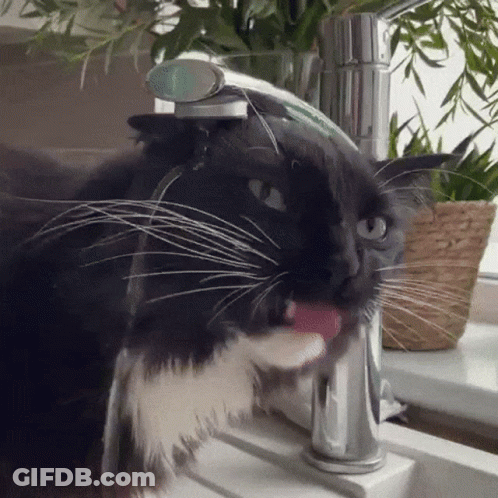 A Black And White Cat Is Drinking Water From A Kitchen Faucet GIF