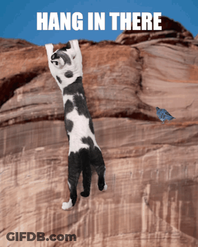 A Black And White Cat Is Hanging Upside Down On A Rock With The Words Hang In There Above It GIF
